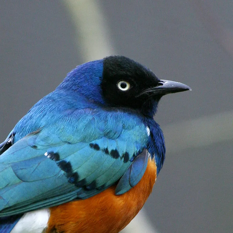 The Spreo Starling — looking very cool